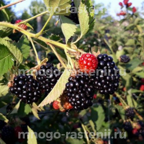 Саженцы ежевики Релевант 