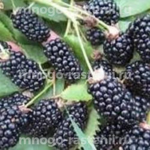 Саженцы ежевики Прайм Арк Горизонт 