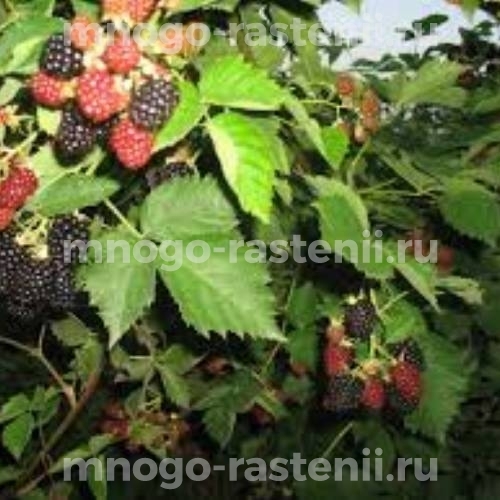 Саженцы ежевики Прайм Арк Горизонт 