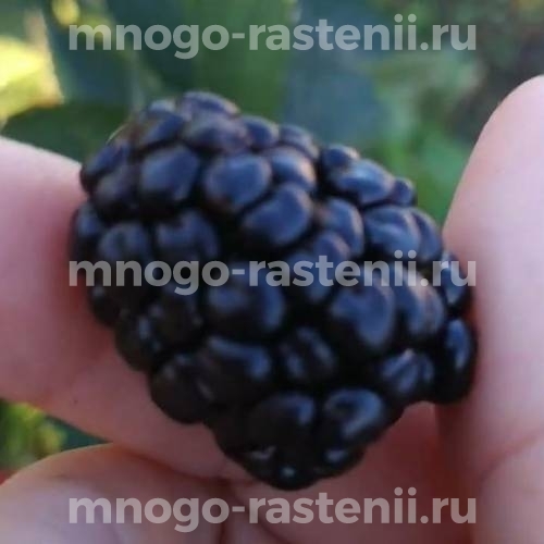 Саженцы ежевики Полар Берри