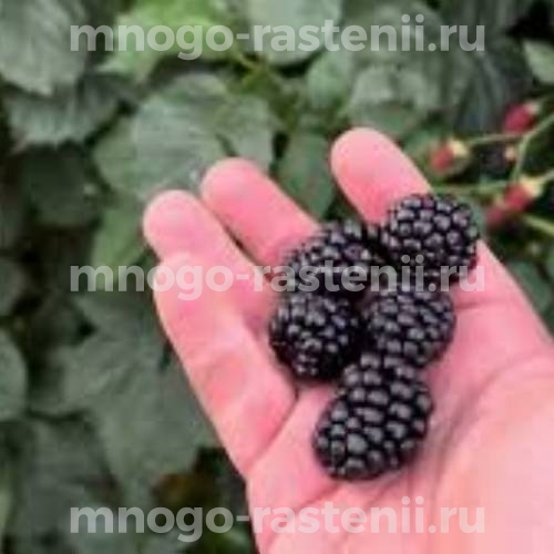 Саженцы ежевики Прайм Арк Горизонт 