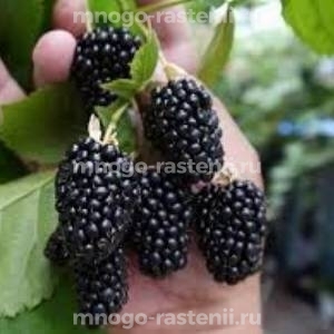Ежевика Прайм Арк Горизонт