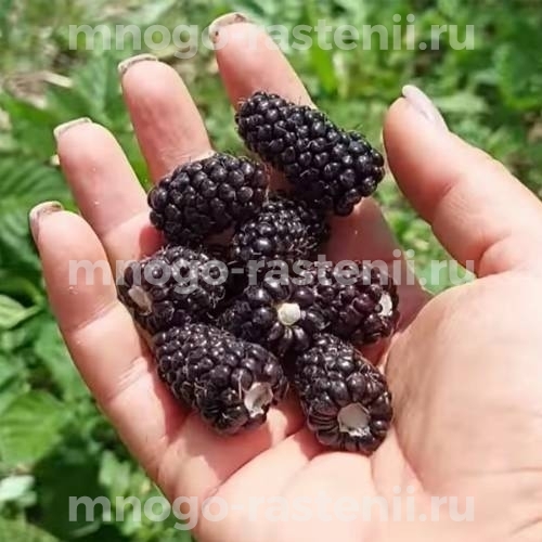 Саженцы ежевики Коламбия Санрайз