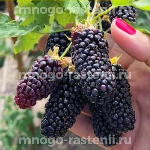 Саженцы ежевики Коламбия Гигант