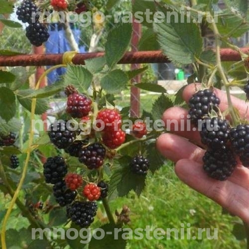 Саженцы ежевики Лох Мери