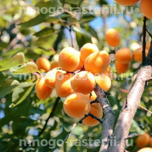 Саженцы абрикоса Золотая косточка