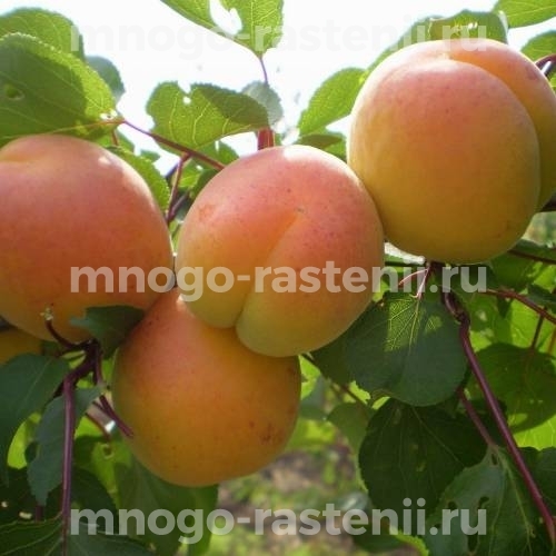 Саженцы абрикоса Мелитопольский ранний