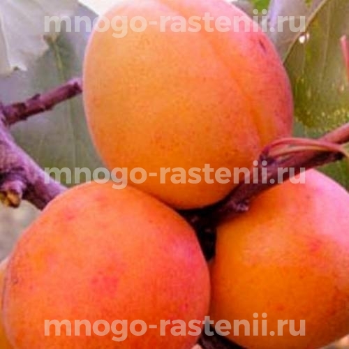 Саженцы абрикоса Мелитопольский ранний