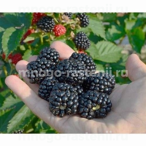 Саженцы ежевики Трипл Краун