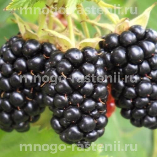 Саженцы ежевики Блэк Даймонд