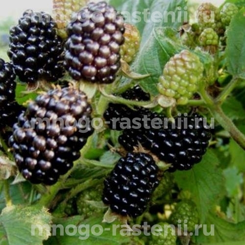 Саженцы ежевики Блэк Даймонд