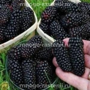 Ежевика Черный Принц