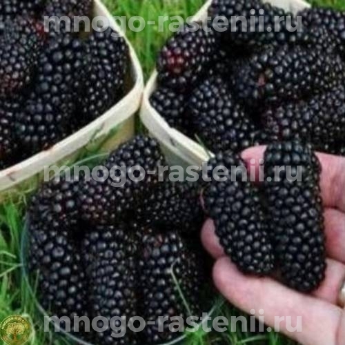 Саженцы ежевики Черный Принц