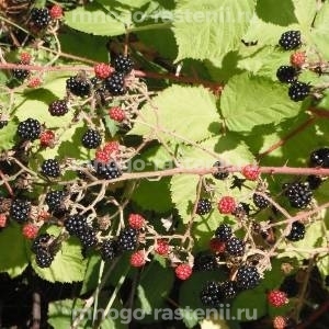 Ежевика Армянская