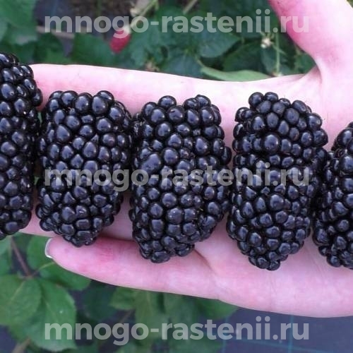 Саженцы ежевики Черный Принц