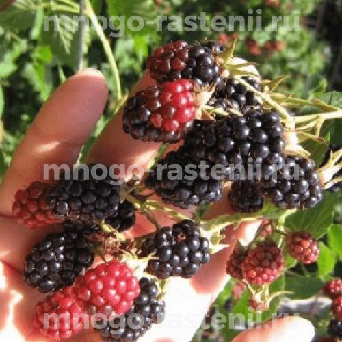 Саженцы ежевики Блэк Даймонд