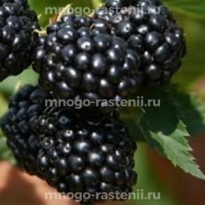 Ежевика Кеддо