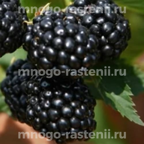 Саженцы ежевики Кеддо