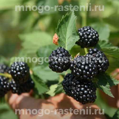 Саженцы ежевики Кеддо