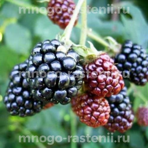 Саженцы ежевики Оркан