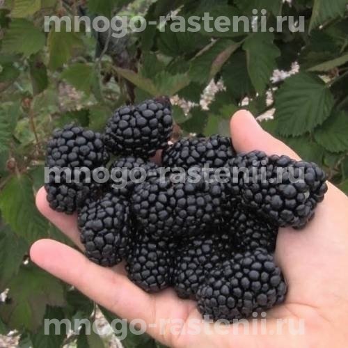 Саженцы ежевики Трипл Краун