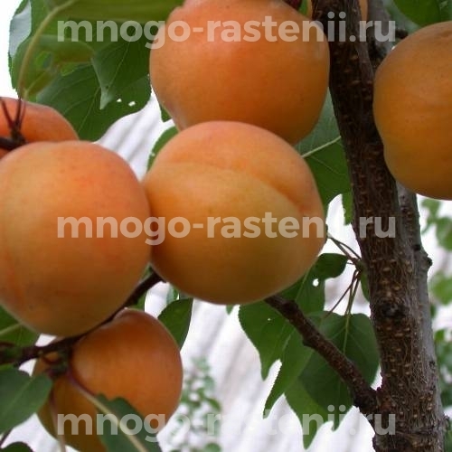 Саженцы абрикоса Куйбышевский Юбилейный