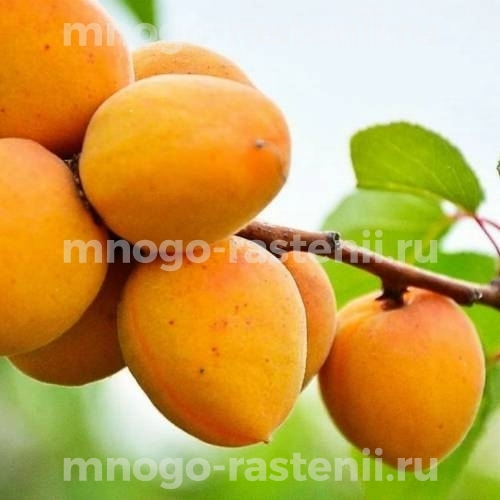 Саженцы абрикоса Любимый 