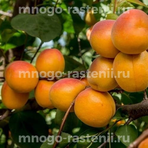 Саженцы абрикоса Восторг