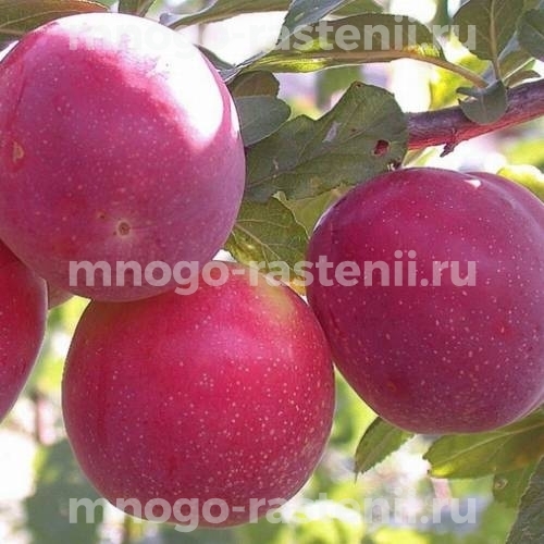 Саженцы алычи Забавница