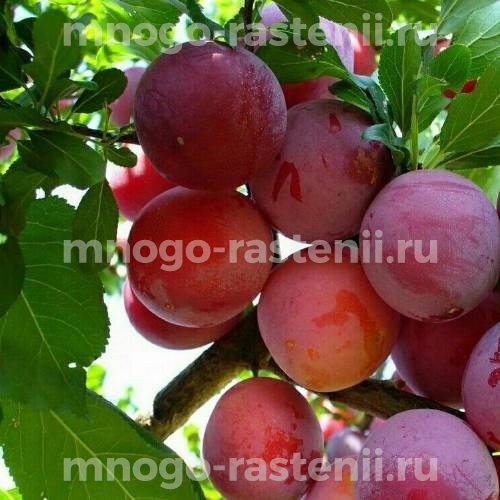 Саженцы алычи Золушка