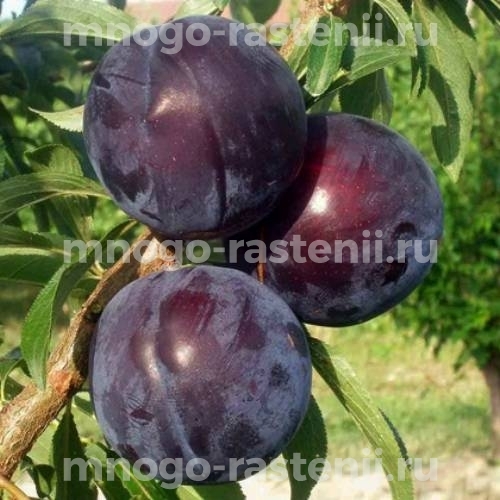Саженцы алычи Любушка