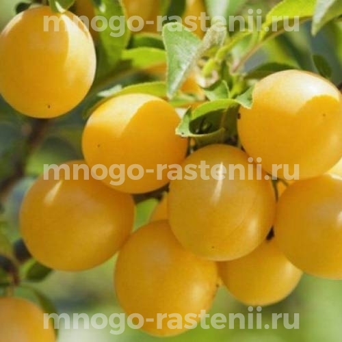 Саженцы алычи Мирабелла