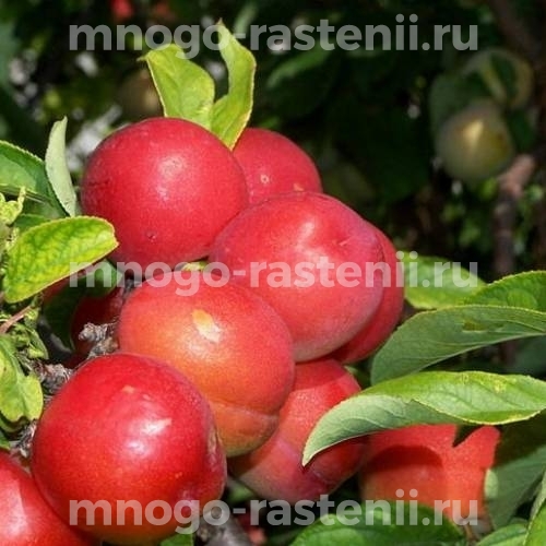 Саженцы алычи Неженка