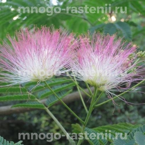 Саженцы альбиции Lophantha (пучкоцветковая) 