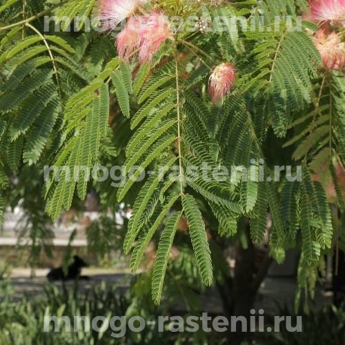 Саженцы альбиции Lophantha (пучкоцветковая) 