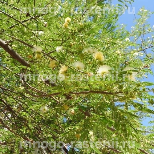 Саженцы Амара (Albizia amara)
