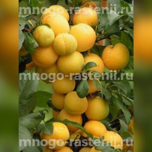 Саженцы алычи Мирабелла
