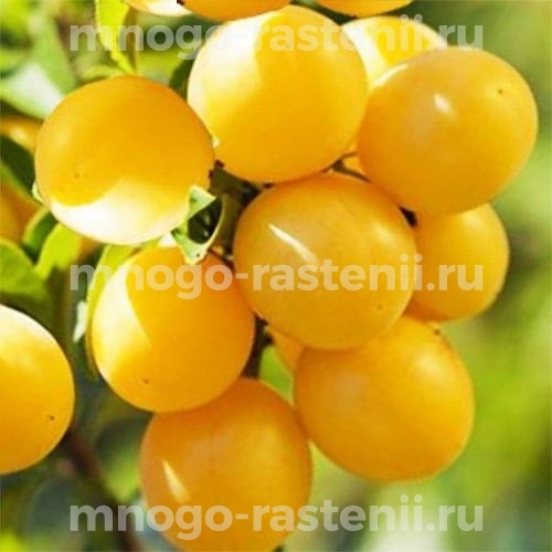 Саженцы алычи Мирабелла