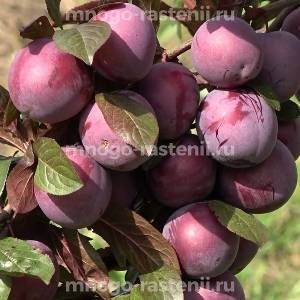 Алыча Лыхны
