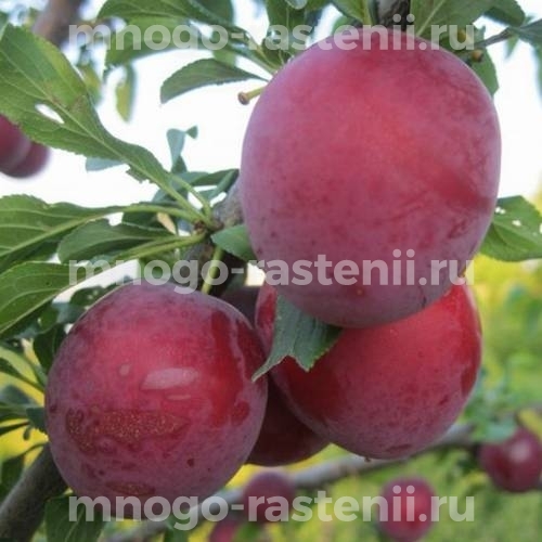 Саженцы алычи Владимирская комета