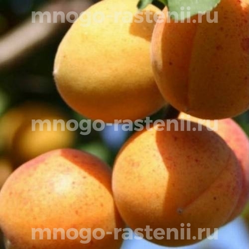 Саженцы абрикоса Десертного Голубева