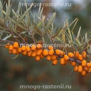 Облепиха Дюймовочка