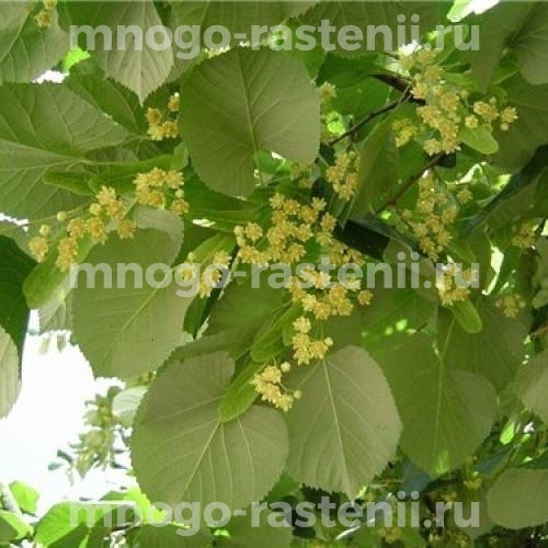 Саженцы липы Крупнолистной