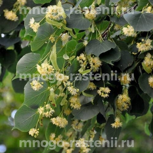 Саженцы липы Сердцевидной