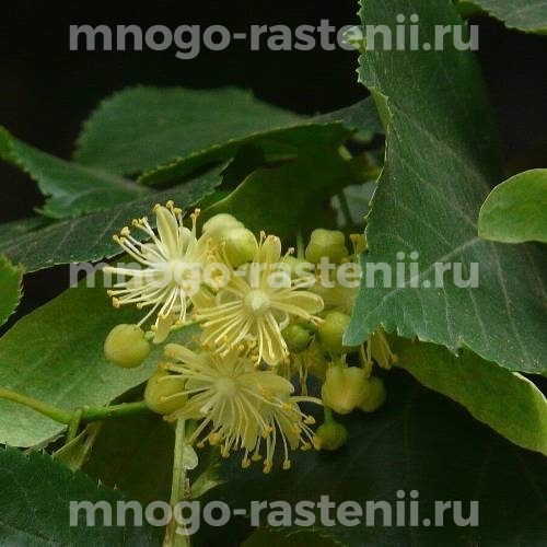 Саженцы липы Сердцевидной