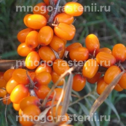 Саженцы облепихи Злата