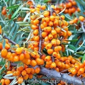 Облепиха Лисичка