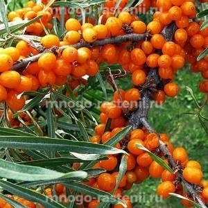 Облепиха Огниво
