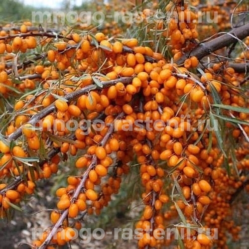 Саженцы облепихи Нивелена