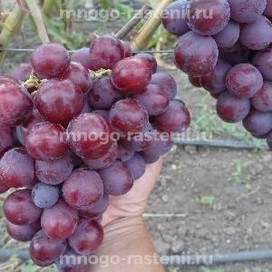 Виноград Альянс